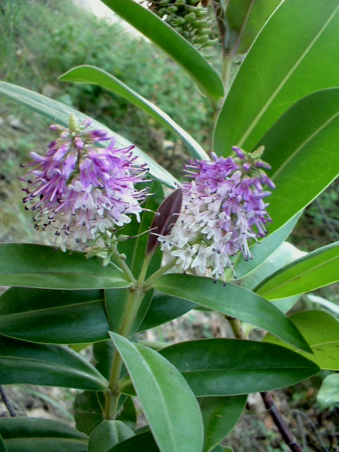 Solanum crispum, Lampranthus e Brugmansia suaveolens